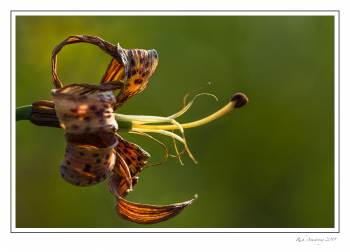 Michigan Lily 1.jpg